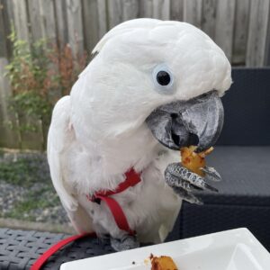 Cockatoo Parrot: King