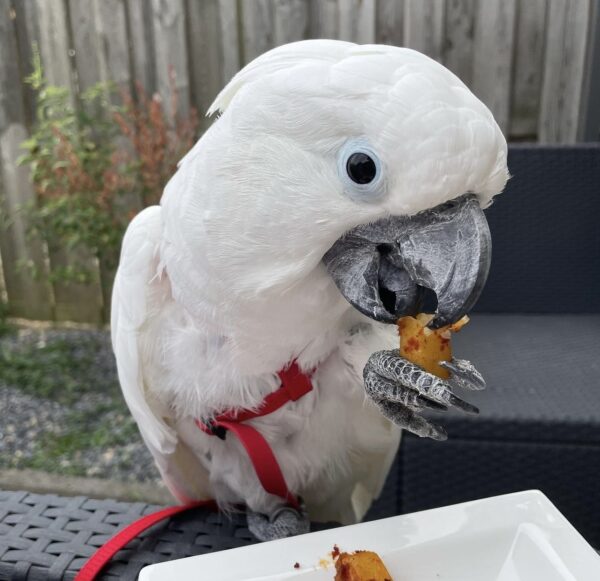 Cockatoo Parrot: King