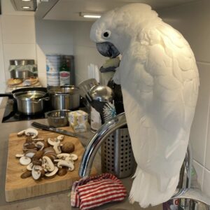 Cockatoo Parrot: Prisco