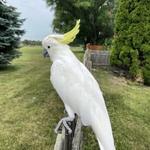 Cockatoo Parrot: Coco
