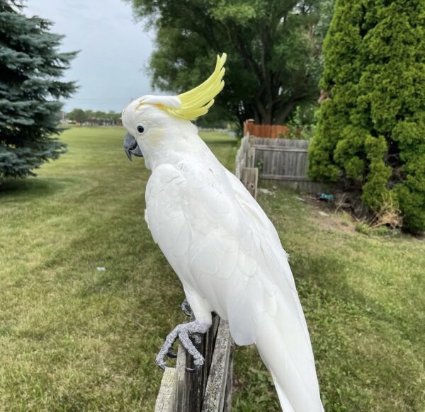 Cockatoo Parrot: Coco
