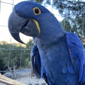 Hyacinth Macaw : Corry