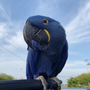 Hyacinth Macaw : Maty