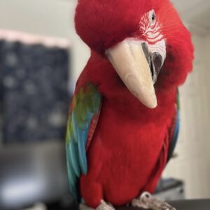 Scarlet Macaw Parrot: Betty