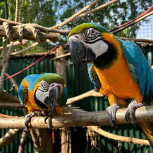 Blue And Gold Macaw: Young Babies