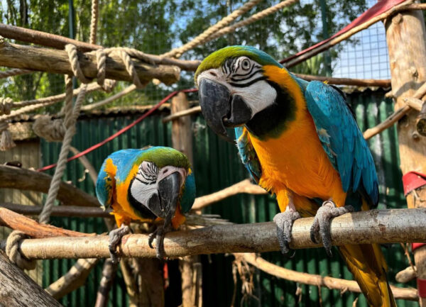 Blue And Gold Macaw: Young Babies