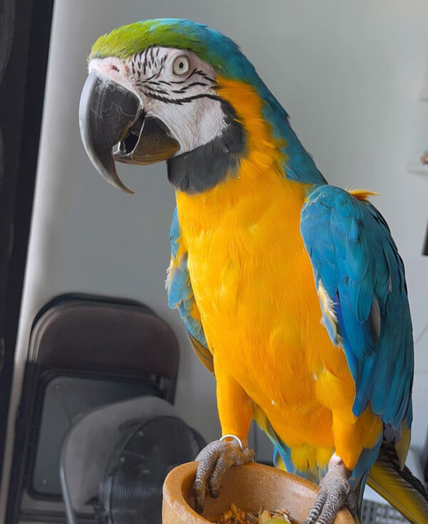 Blue And Gold Macaw : Zim