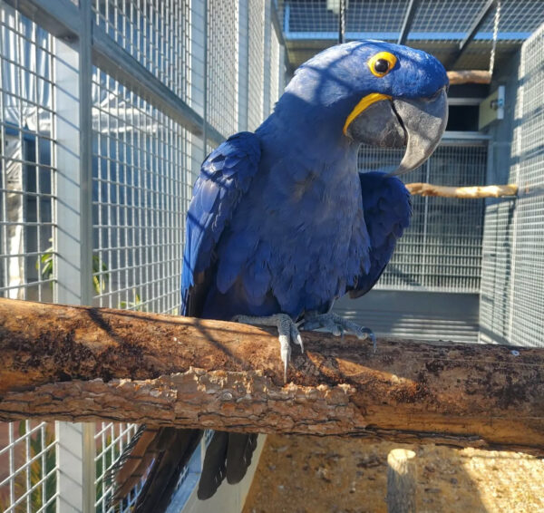 Hyacinth Macaw : Rocky