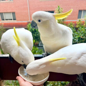 Cockatoo Parrot: Orie, Timmy and Oben