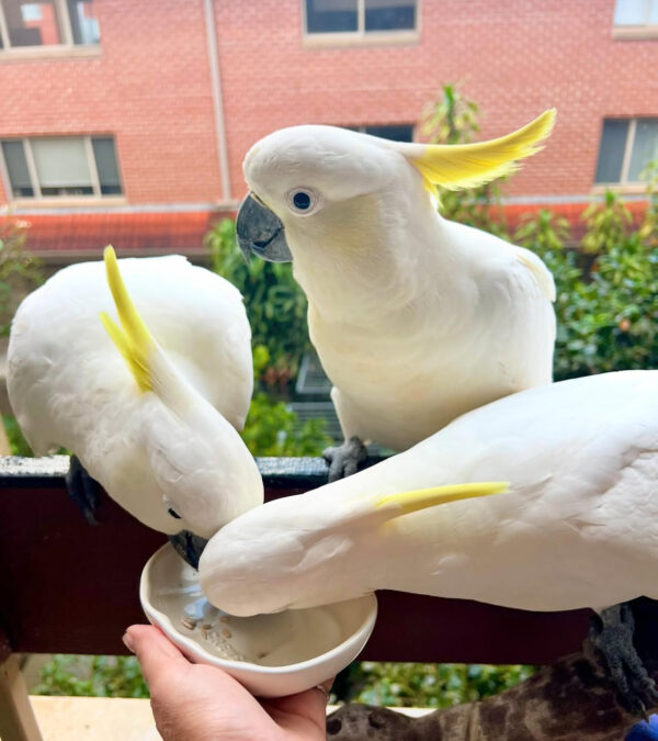 Cockatoo Parrot: Orie, Timmy and Oben