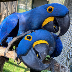 Hyacinth Macaw : Bonded Pair