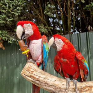 Scarlet Macaw Parrot: Benny And Evie