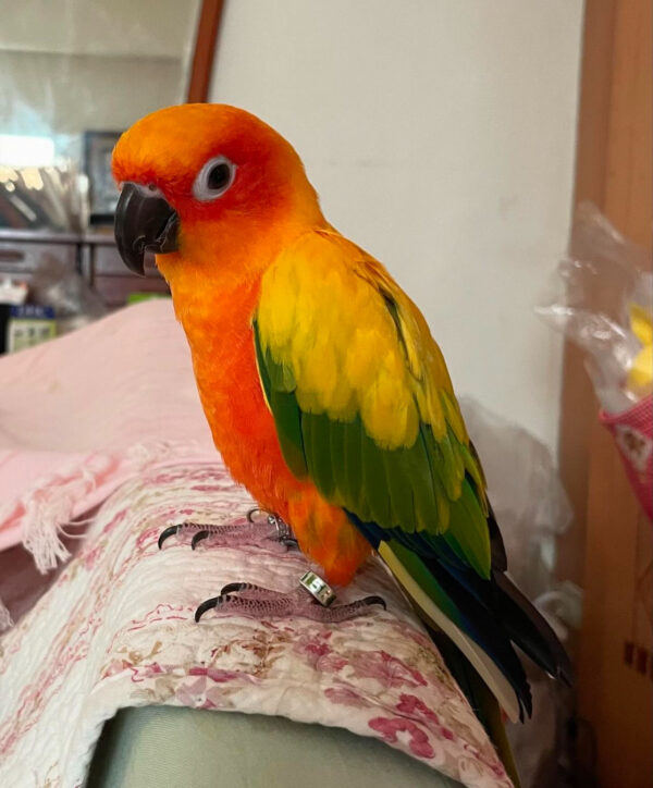 Sun Conure : Lulu