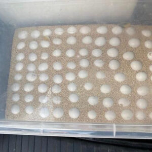 Cockatoo Parrot Eggs