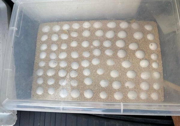 Cockatoo Parrot Eggs