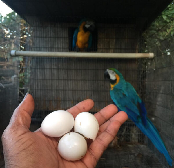 Blue & Gold Macaw Parrot Eggs For Sale