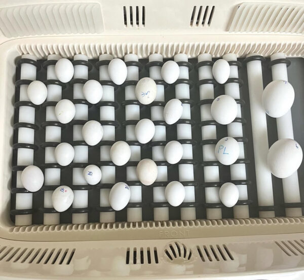 Fertile African Grey Parrot eggs